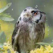 SUMITAMOの画像