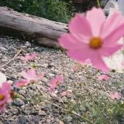 みのるくんの画像