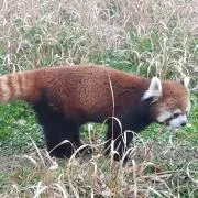 ムスタファ