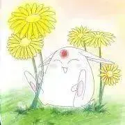 白花（断捨離中、プロフ必読）