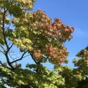 みかんギョーザの画像
