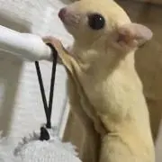 みつ