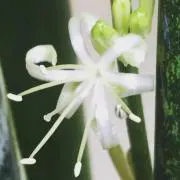 Sanaの画像