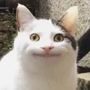 ねこ
