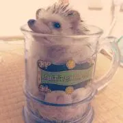 つぼてぃ