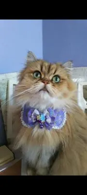 ダブルリボン(ベージュくまさん)わんちゃん猫ちゃん用首輪 - メルカリ