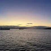 さくらの画像