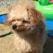 萌ひなオーダー一時休止します…
