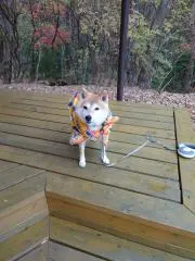 betelgeuseの画像