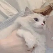 shiroの画像