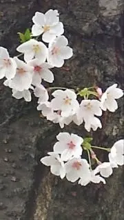 ばななの画像