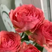 トルテの画像