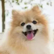 犬伏の画像