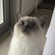 minaの画像