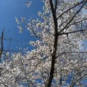 aの画像