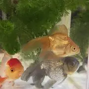 imayumi25の画像