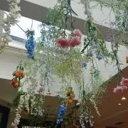 momoの画像
