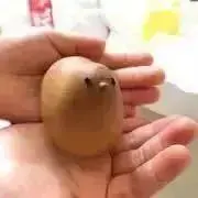 ゆきうさぎの画像