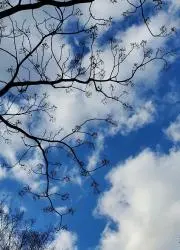 トウウリの画像