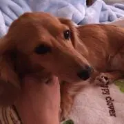 がちゃの画像