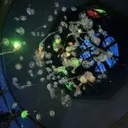 くらげの画像