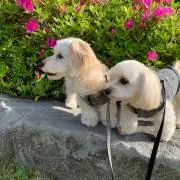 ハルソラの画像