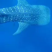 ぽーの画像