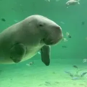はるちゃんの画像