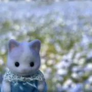 ぽめらにあんの画像