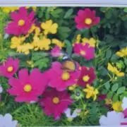 あとりんの画像