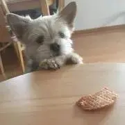 ぶっちゃー