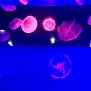 EX.Tの画像