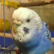 あるびのいんこ