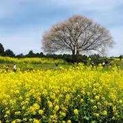っぺの画像