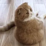 まゆ