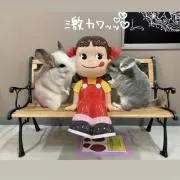 miaiyuの画像