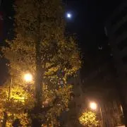ヤング