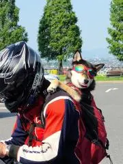 もみじの画像
