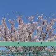 サルビあの画像