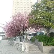 うかりりの画像