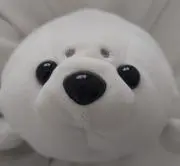 あざらしの画像