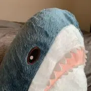 サメ太郎の画像