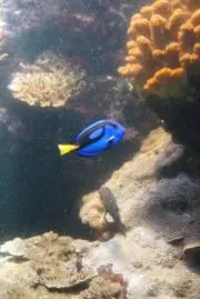 つじの画像