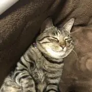 チャチャ
