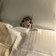 なおの画像