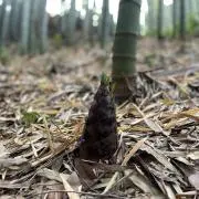 たぬきちの画像