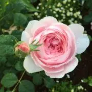 lanilaniの画像