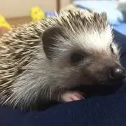 メノフェノー