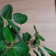 ゆかの画像