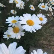 まいらの画像